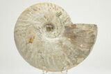 Silver Iridescent Ammonite (Cleoniceras) Fossil - Madagascar #219587-1